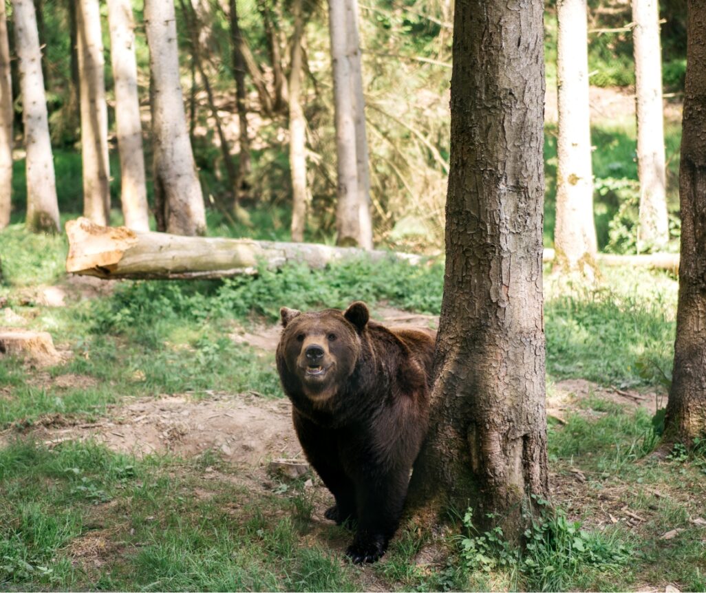 FORESTIA_Parc-animalier-156-aspect-ratio-1026-862.jpg