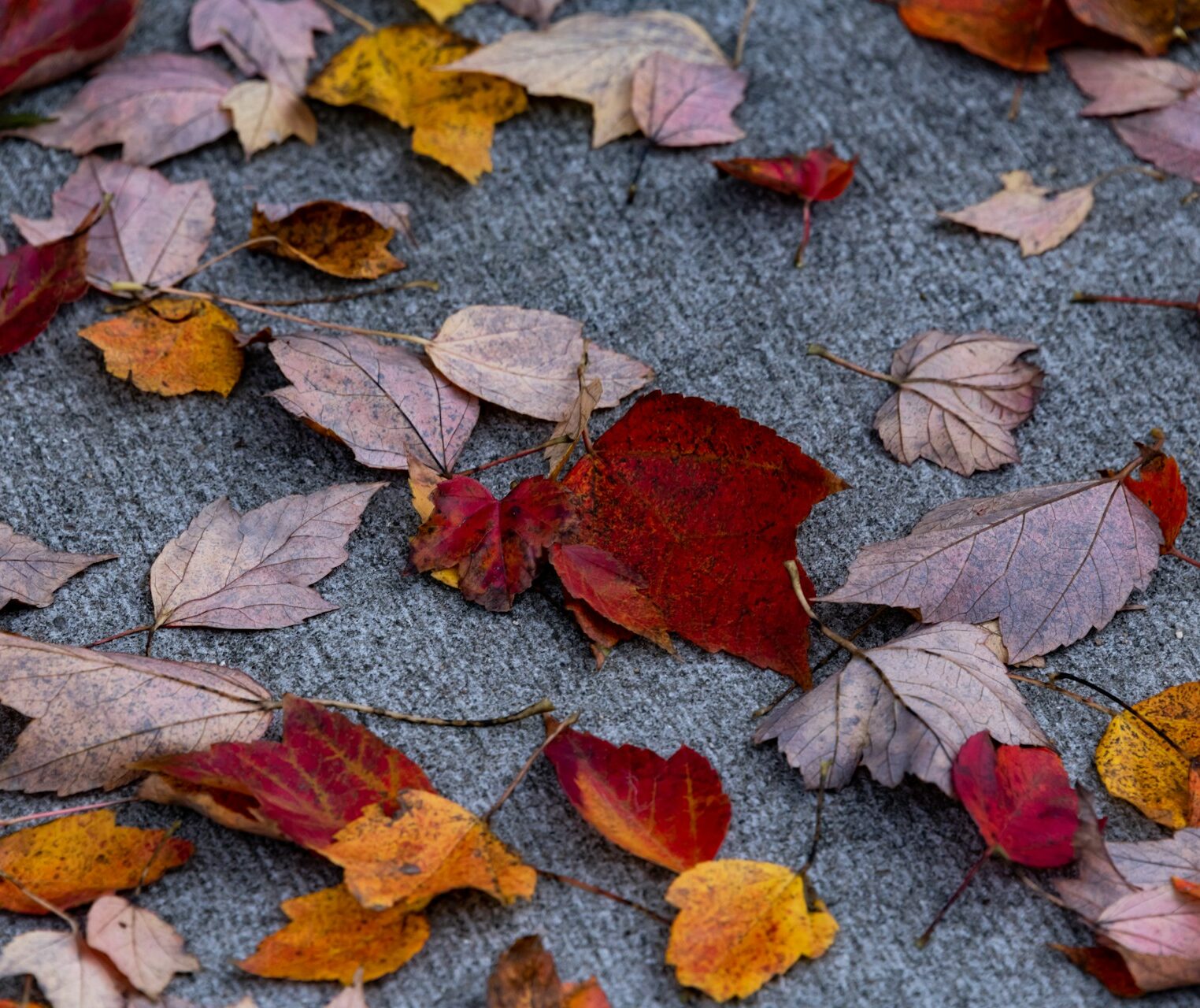 eliza-diamond-Z-hHYX0SKQs-unsplash-aspect-ratio-1026-862.jpg
